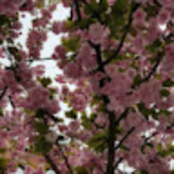 Meet your Posher, Cassie - Picture 1 of 1